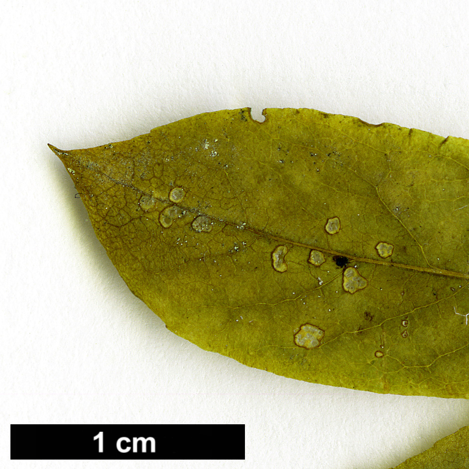 High resolution image: Family: Aquifoliaceae - Genus: Ilex - Taxon: mucronata